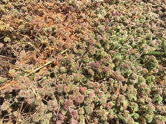 Chorizanthe cuspidata cuspidata