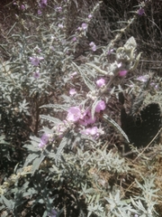 Sphaeralcea angustifolia
