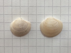 Phlyctiderma semiasperum