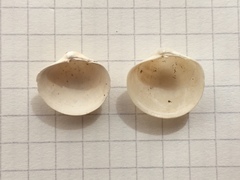 Phlyctiderma semiasperum