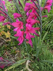 Gladiolus