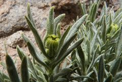 Senecio sundtii