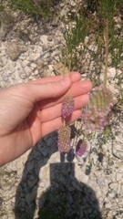 Dalea purpurea