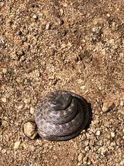 Hypsiglena ochrorhynchus