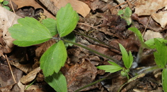 Ranunculus hispidus hispidus