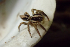 Plexippus paykulli