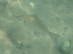 Pomadasys commersonnii