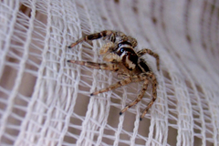 Plexippus paykulli