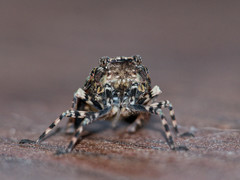 Poiocerinae