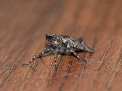 Poiocerinae