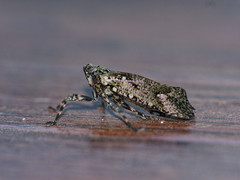 Poiocerinae