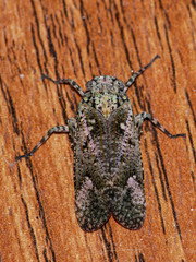 Poiocerinae