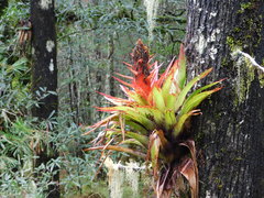 Tillandsia imperialis