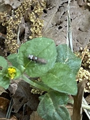 Anacampsis levipedella