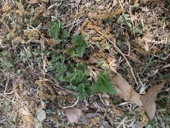 Rhynchosida physocalyx