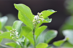 Citharexylum berlandieri