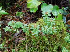 Sedum retusum
