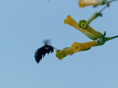 Xylocopa splendidula