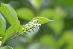 Citharexylum berlandieri