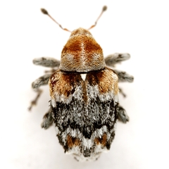 Lignyodes baboquivariensis