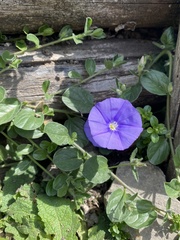 Convolvulus sabatius