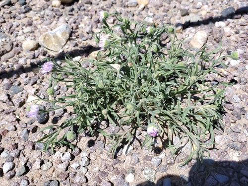 Image of Erigeron bellidiastrum by no rights reserved