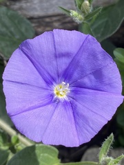 Convolvulus sabatius
