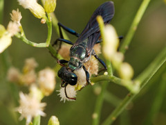 Chlorion hemipyrrhum