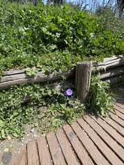 Convolvulus sabatius