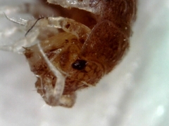 Trichoniscus pusillus