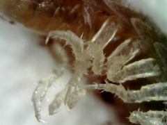 Trichoniscus pusillus