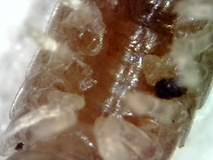 Trichoniscus pusillus