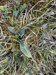 Ophrys apifera