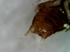 Trichoniscus pusillus