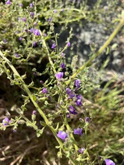 Sairocarpus pusillus