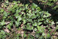 Hedera caucasigena