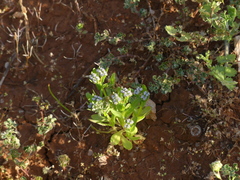 Valerianella eriocarpa