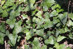 Hedera caucasigena
