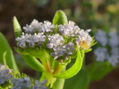 Valerianella eriocarpa