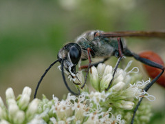 Chlorion hemipyrrhum