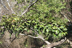 Hedera caucasigena