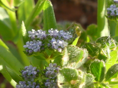 Valerianella eriocarpa