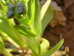 Valerianella eriocarpa