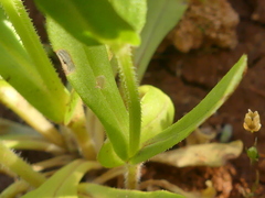 Valerianella eriocarpa