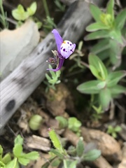 Linaria amethystea amethystea