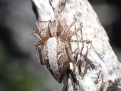 Oxyopes kraepelinorum