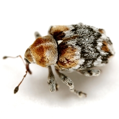 Lignyodes baboquivariensis