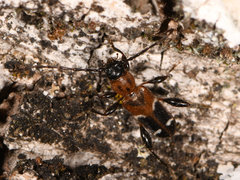 Phymatodes obliquus