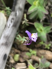 Linaria amethystea amethystea