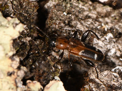 Phymatodes obliquus